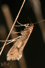 Eriocottis paradoxella