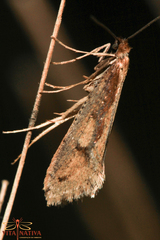 Eriocottis paradoxella