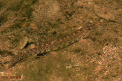 Cobitis paludica