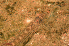 Cobitis paludica