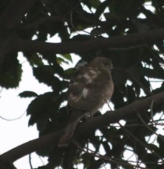 Accipiter badius