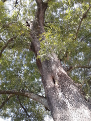 Fraxinus uhdei