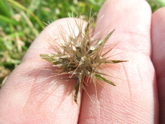 Microseris bigelovii