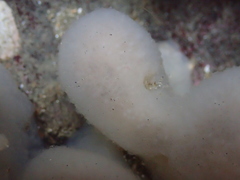 Polycitoridae