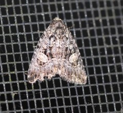 Condica macrosema