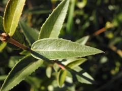 Phillyrea angustifolia