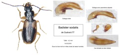 Badister sodalis