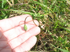 Microseris bigelovii