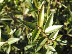 Phillyrea angustifolia