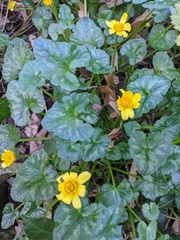 Ficaria verna