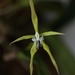 Fringed Star Orchid - Photo (c) eneaschr, some rights reserved (CC BY-NC)