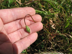 Microseris bigelovii