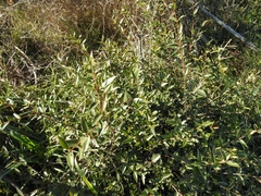 Phillyrea angustifolia