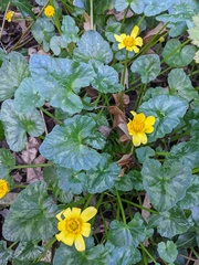 Ficaria verna