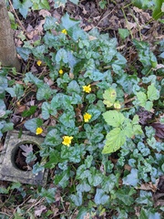 Ficaria verna