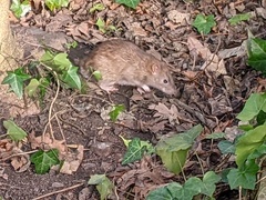 Rattus norvegicus