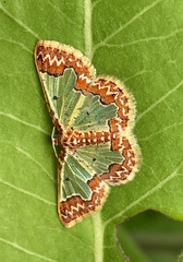 Zamarada scintillans