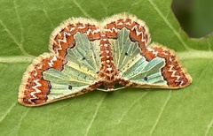 Zamarada scintillans