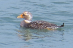 Tachyeres leucocephalus