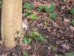 Rattus norvegicus
