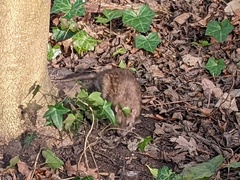 Rattus norvegicus