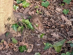 Rattus norvegicus