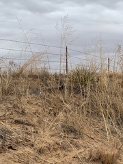 Sporobolus arenicola