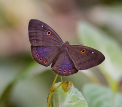 Eurybia molochina