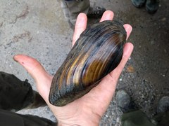 Unio elongatulus