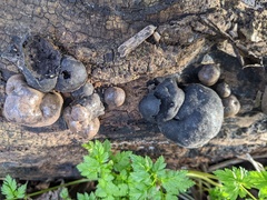 Daldinia concentrica