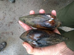 Unio elongatulus