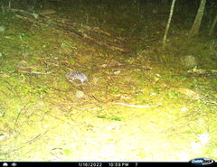 Cratogeomys planiceps