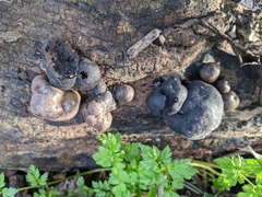 Daldinia concentrica