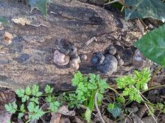 Daldinia concentrica
