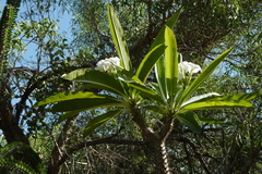 Pachypodium