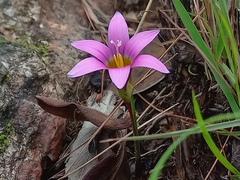 Romulea camerooniana
