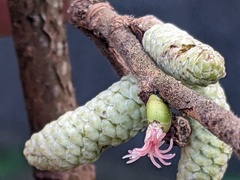 Corylus avellana