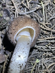 Leucoagaricus cupresseus