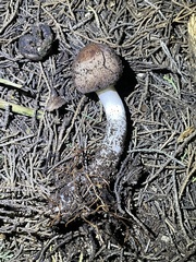 Leucoagaricus cupresseus