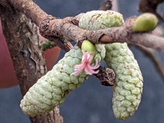 Corylus avellana