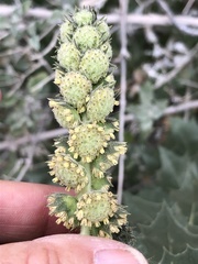 Ambrosia ilicifolia