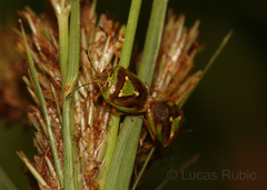 Hellica nitida