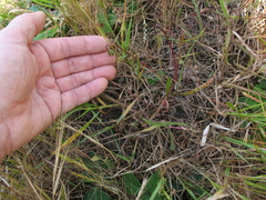 Microseris bigelovii