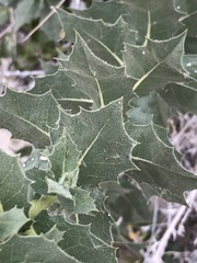 Ambrosia ilicifolia