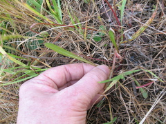 Microseris bigelovii