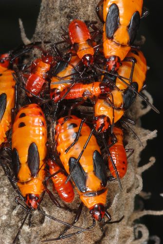 Large Milkweed Bug, photo 2 of 9