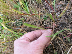 Microseris bigelovii