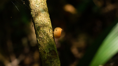 Cookeina tricholoma