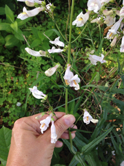 Penstemon laxiflorus