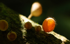 Cookeina tricholoma